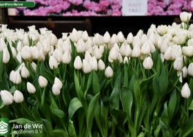Tulipa White Marvel (2)